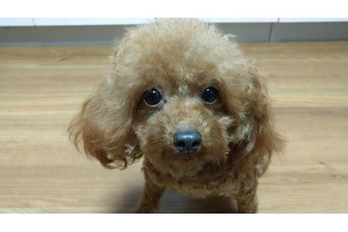 販売中のティーカッププードルの親犬